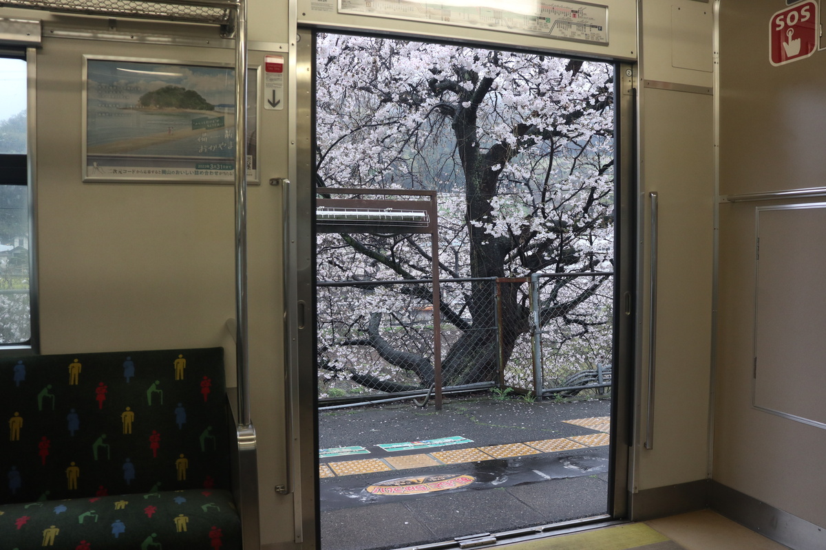 201系の車内から見る河内堅上の桜